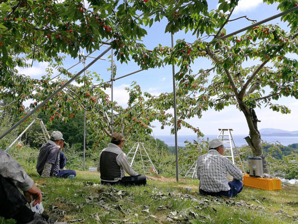 作っているさくらんぼの品種紹介！佐藤錦、水門、紅秀峰、南陽 – 砂川果樹園