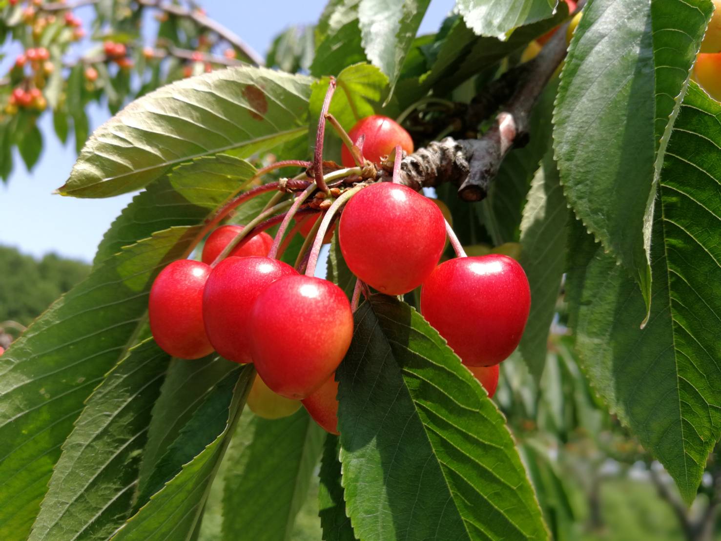 作っているさくらんぼの品種紹介！佐藤錦、水門、紅秀峰、南陽 – 砂川