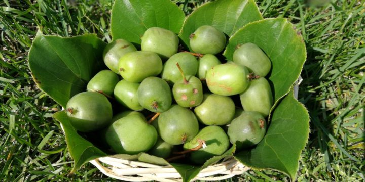 北海道 コクワ（サルナシ） S_6758790124359-720x360.jpg