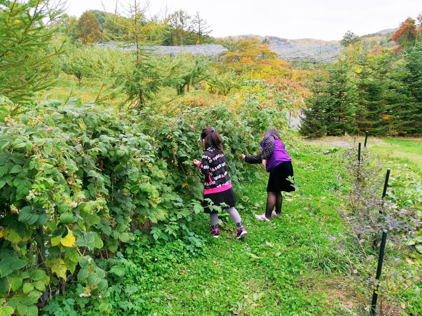 北海道余市町産のラズベリーを栽培し冷凍ラズベリー ラズベリージャムを販売しています 砂川果樹園